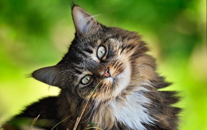 Красавица Кот, Фотография, Морда, Трехцветная кошка, Красота