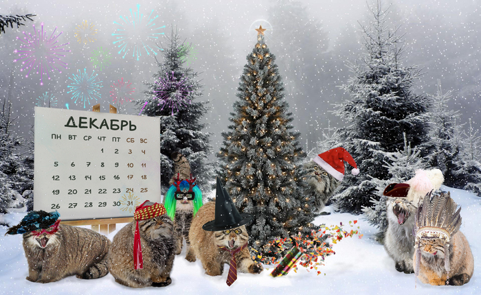 Календарь "От манула". Декабрь 2022 Малые кошки, Манул, Семейство кошачьих, Погладь кота, Хищные животные, Пушистые, Календарь, Новый Год, Photoshop, Праздники