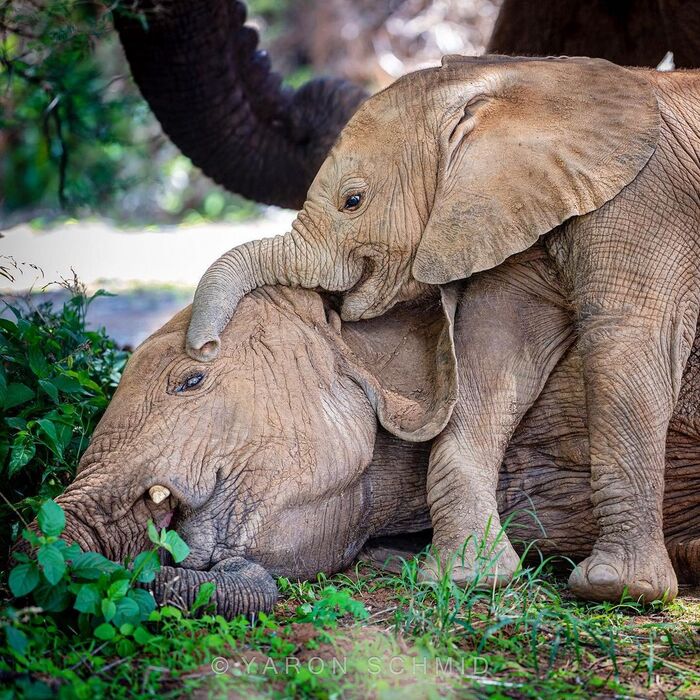 Baby elephant puts her older sister to bed - Elephants, Baby elephant, Mammals, Animals, wildlife, Nature, Reserves and sanctuaries, Africa, The photo, Dream, Longpost