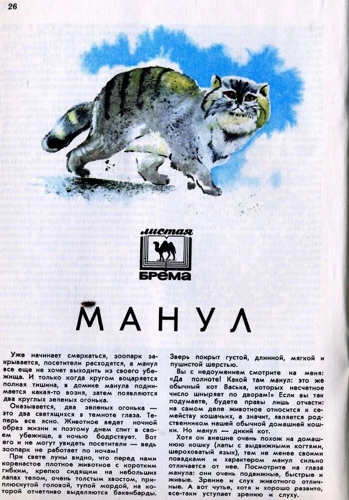 Warning from 1979 - Pet the cat, Pallas' cat, Small cats, Cat family, Mammals, Animals, Wild animals, Young Naturalist, Article, Fluffy, Magazine, Scan, Longpost