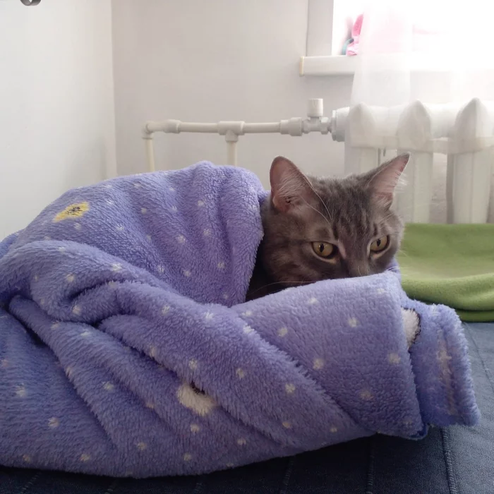 How the cat crawled into a folded blanket - My, cat, Pets, British cat