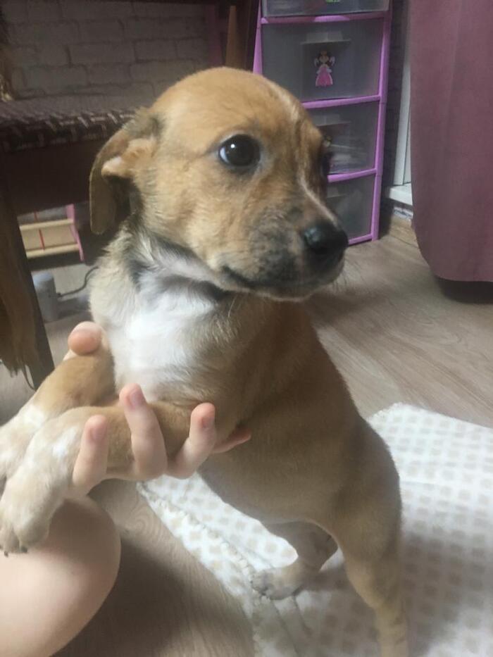 Щенки ищут заботливые руки