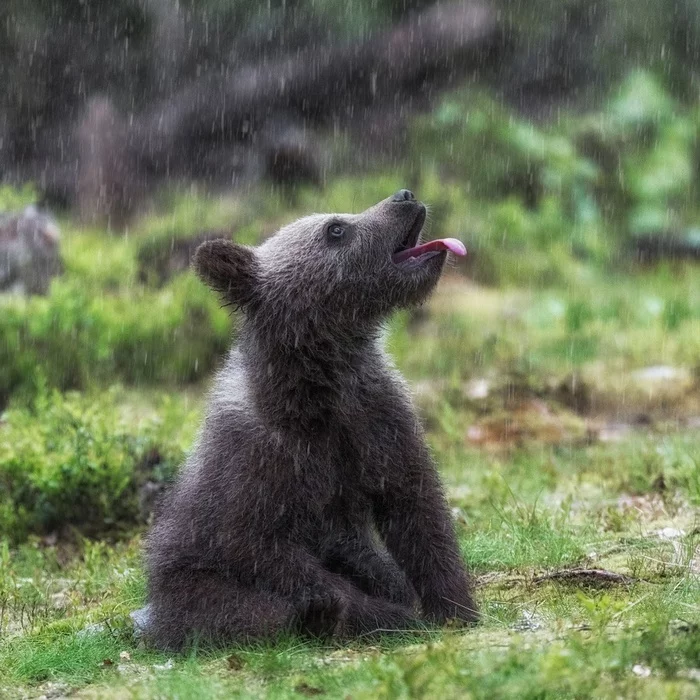 Rain - Wild animals, Animals, The photo, The Bears, Rain, Milota
