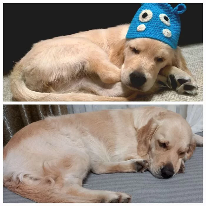 Was/became - My, Dog, Golden retriever, Milota