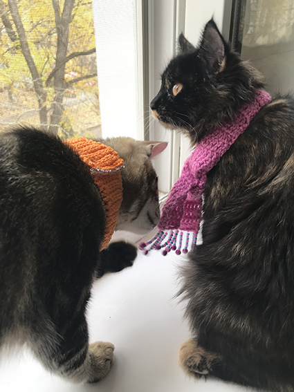 Cats and scarves - My, cat, Pets, Tricolor cat, Scarf, Striped, Longpost