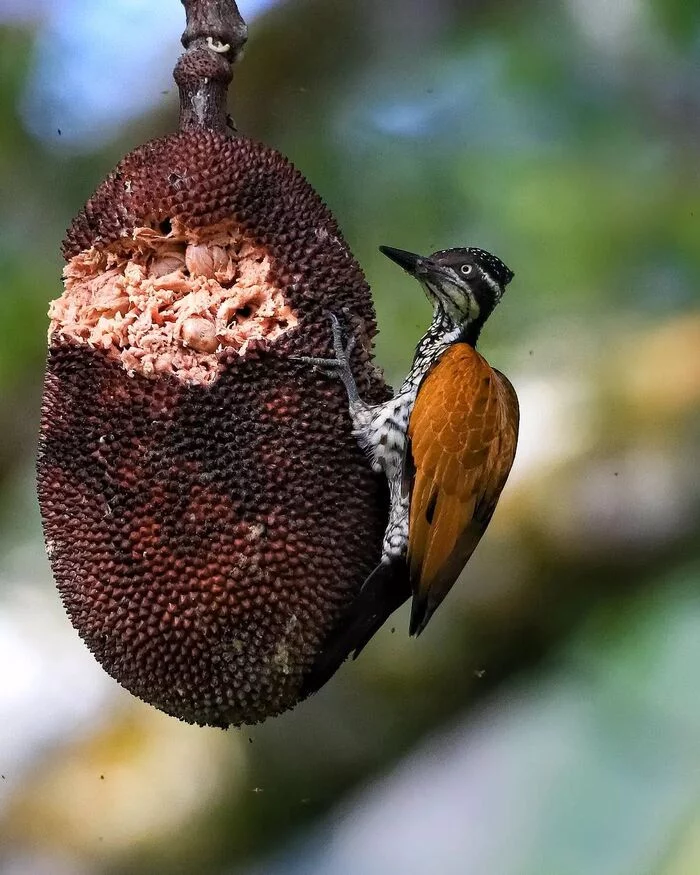 Great Sultan woodpecker eats jackfruit - Woodpeckers, Birds, Animals, Wild animals, wildlife, India, The photo, Jackfruit