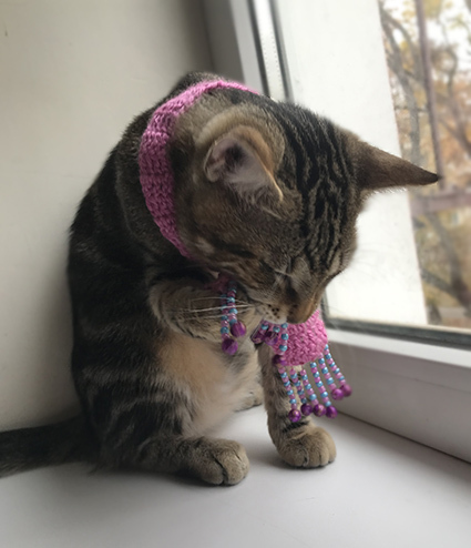 Cats and scarves - My, cat, Pets, Tricolor cat, Scarf, Striped, Longpost