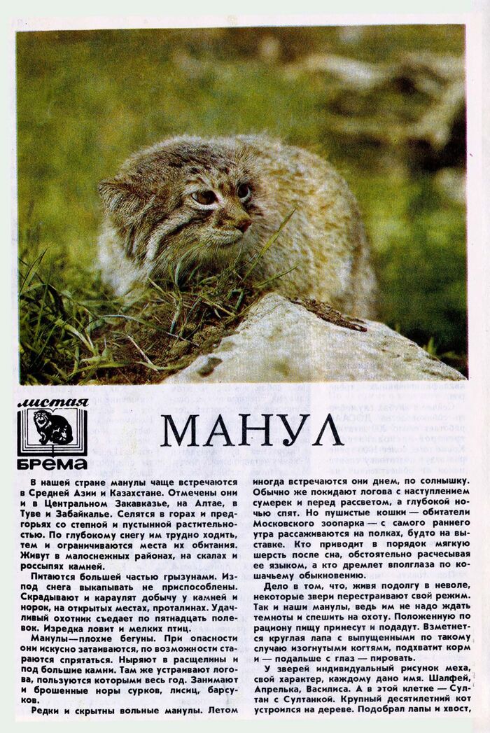 Continuation of the post Warning from 1979 - Pet the cat, Pallas' cat, Small cats, Cat family, Mammals, Animals, Wild animals, Young Naturalist, Article, Fluffy, Magazine, Scan, Longpost, Moscow Zoo, Reply to post