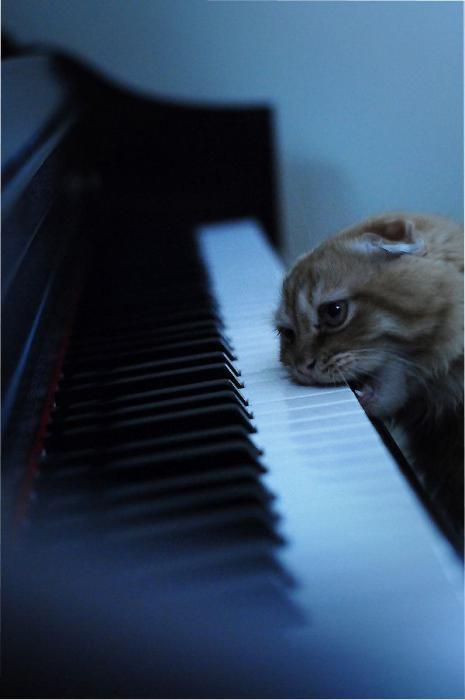 How do I understand you cat, especially now, how do I understand - cat, The photo, Sadness, Piano