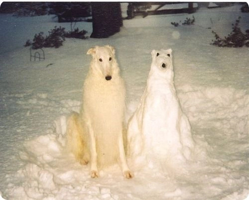 Am I some kind of joke to you? - Greyhound, Dog, snowman, In contact with