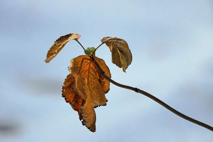 Under the winter sun - My, The photo, Nature, Winter, Plants, Minimalism, Raspberries, Start