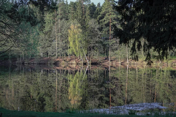 Зеркальное - Моё, Фотография, Пейзаж, Дерево, Отражение, Природа, Спокойствие, Красивый вид, Canon, Озеро, Природа России