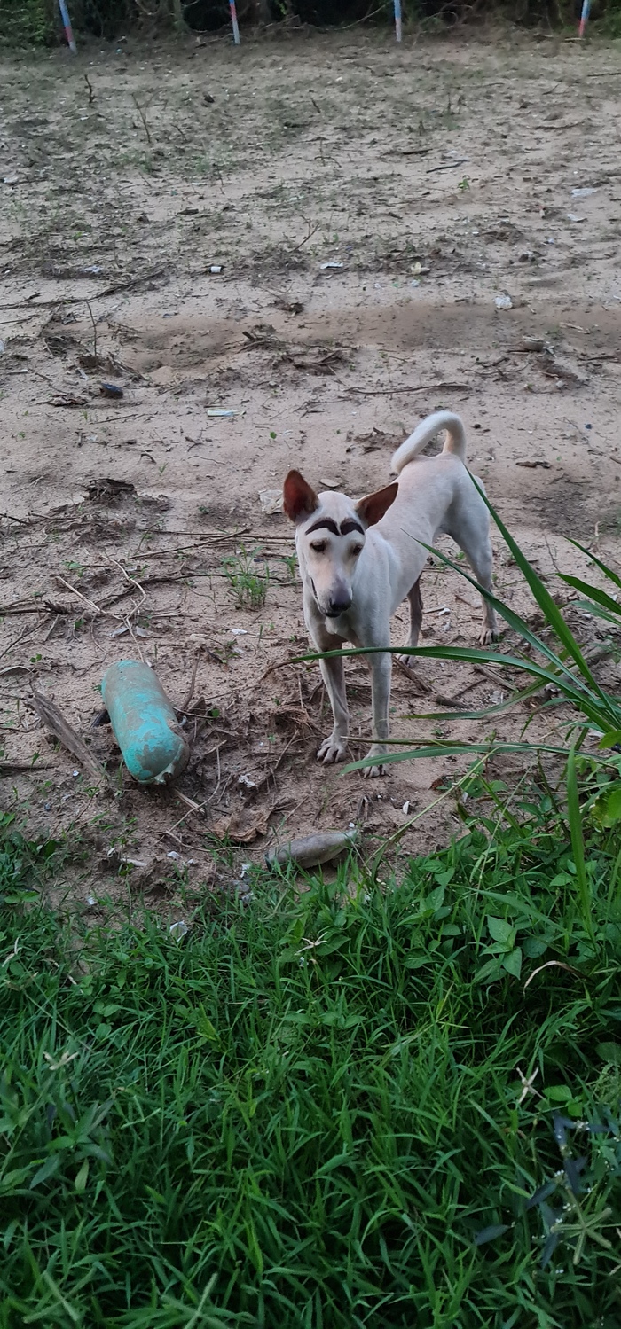 Собака-Бровяка