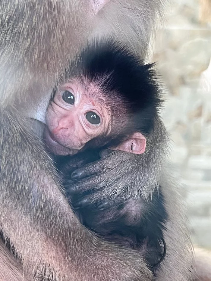Mom, dad and daughter - Javanese macaques - Javanese macaque, Young, Milota, Toque, Primates, Wild animals, Zoo, Vladivostok, Birth, Video, Vertical video, Longpost