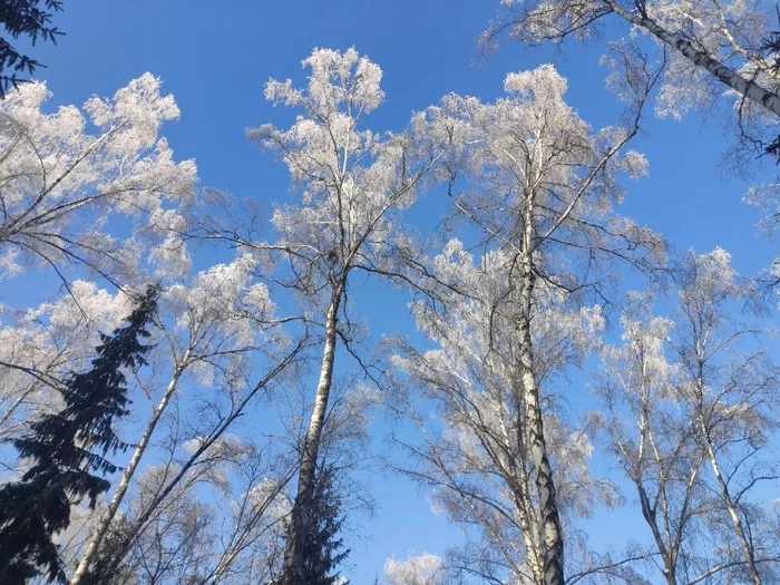 The sky of the Slavs - My, Ornithology, Photo hunting, Birds, The nature of Russia, Nature, Winter, December, freezing, Cold, Hobby, Walk, Forest, Longpost