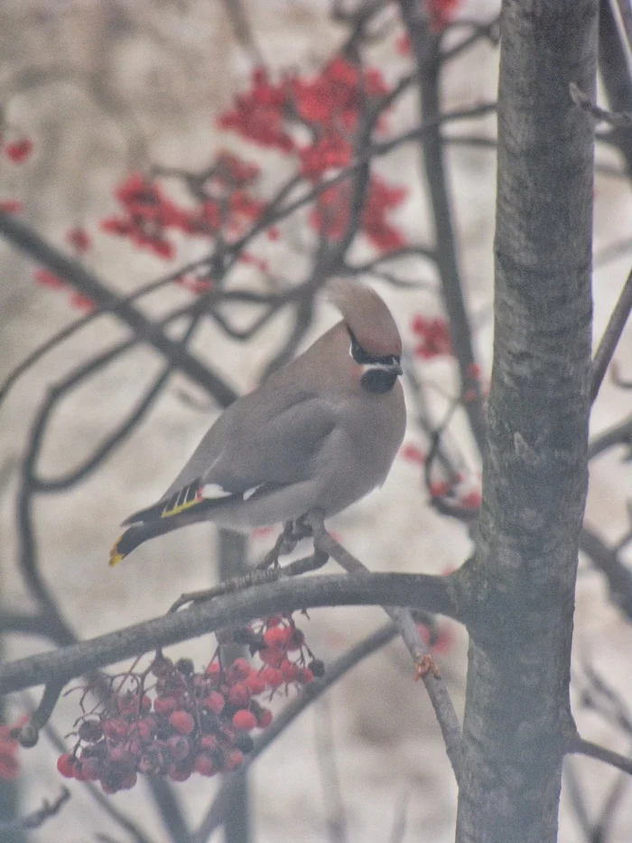 Waxwings - My, The nature of Russia, Birds, Waxwing, Fieldfare