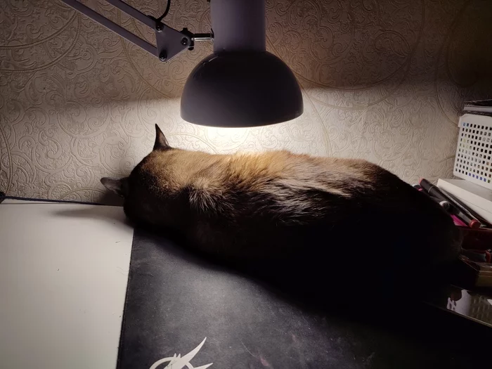 My cat lamp - My, cat, Warming up, Pets