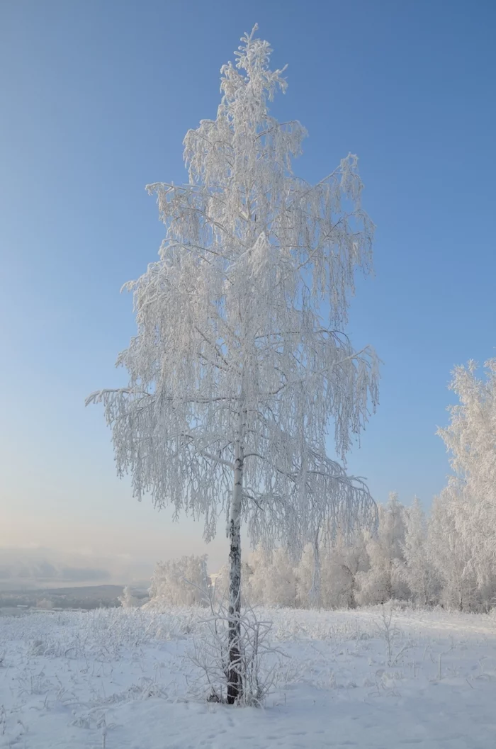 white birch - My, The photo, Siberia, Mood, Krasnoyarsk, Winter, Frost, Beautiful, Beautiful view, Nature, Birch, Sky, freezing