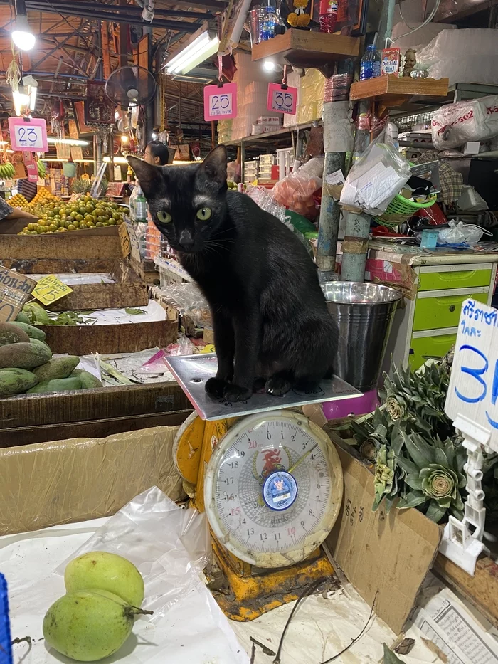 Cat by weight in Thailand - My, cat, Thailand, scales, Market, Pets