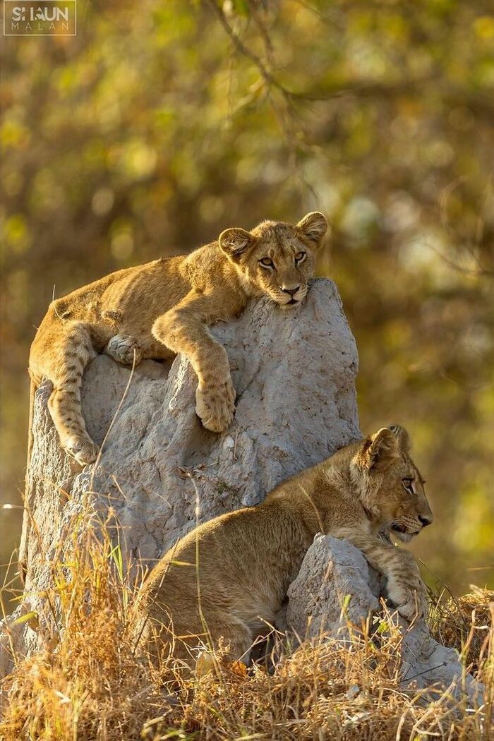 Waiting for mom to return - Lion cubs, a lion, Rare view, Big cats, Predatory animals, Mammals, Animals, Wild animals, wildlife, Nature, South Africa, The photo