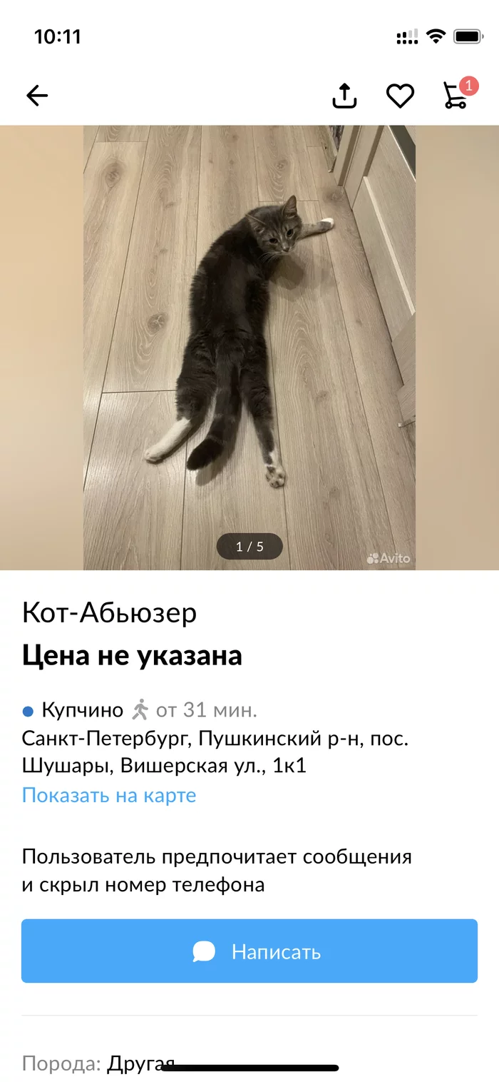 Cat - Abuser - cat, Announcement on avito, Longpost