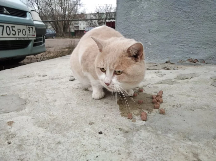 Maloyaroslavets. The cat lives in the basement and dreams of finding his family - cat, In good hands, Maloyaroslavets, Kaluga region, Helping animals, No rating