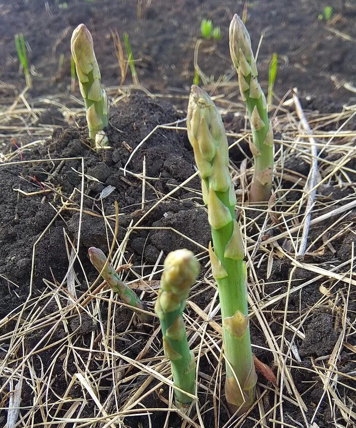 Asparagus. Start - My, Krasnoyarsk region, Siberia, Asparagus, Seeds, Garden, Longpost