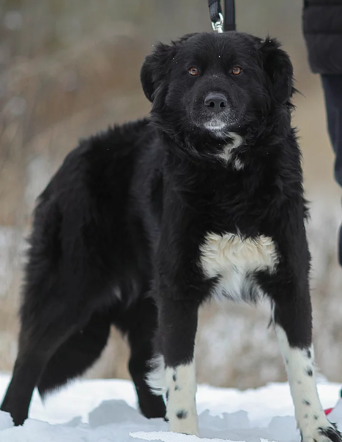 Gold. Dog of amazing beauty and amazing character - My, Shelter, Animal shelter, In good hands, The rescue, Veterinary, Homeless animals, Helping animals, Help, Animal Rescue, Moscow region, Kindness, Moscow, No rating, Longpost, Dog, Is free
