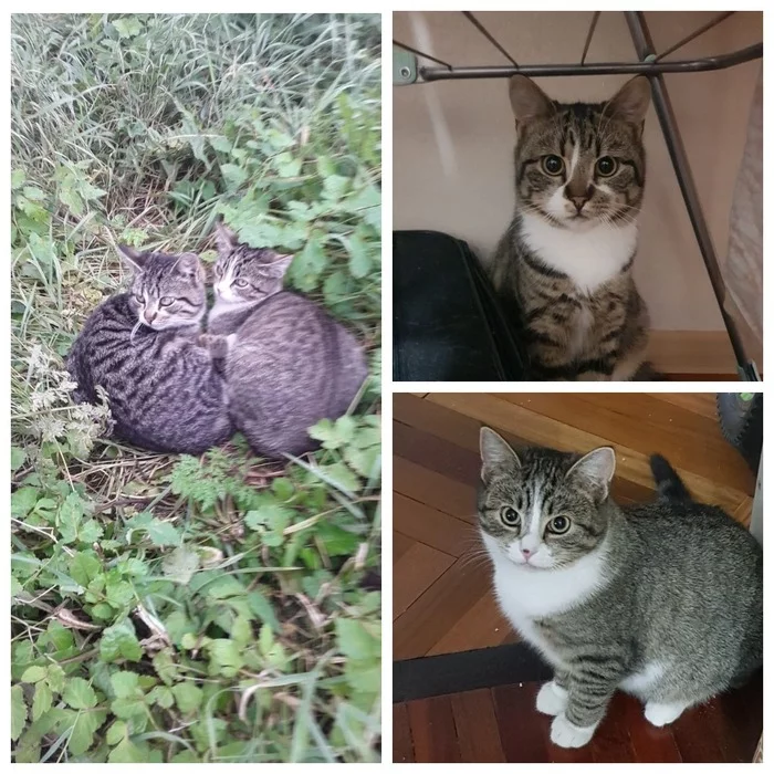 It was-became from kittens from dachas, whose mother and barn were destroyed during the demolition. Now they have their own home - My, Pets, cat, Dacha, Winter, It Was-It Was, Found a home, Video, Vertical video, Longpost