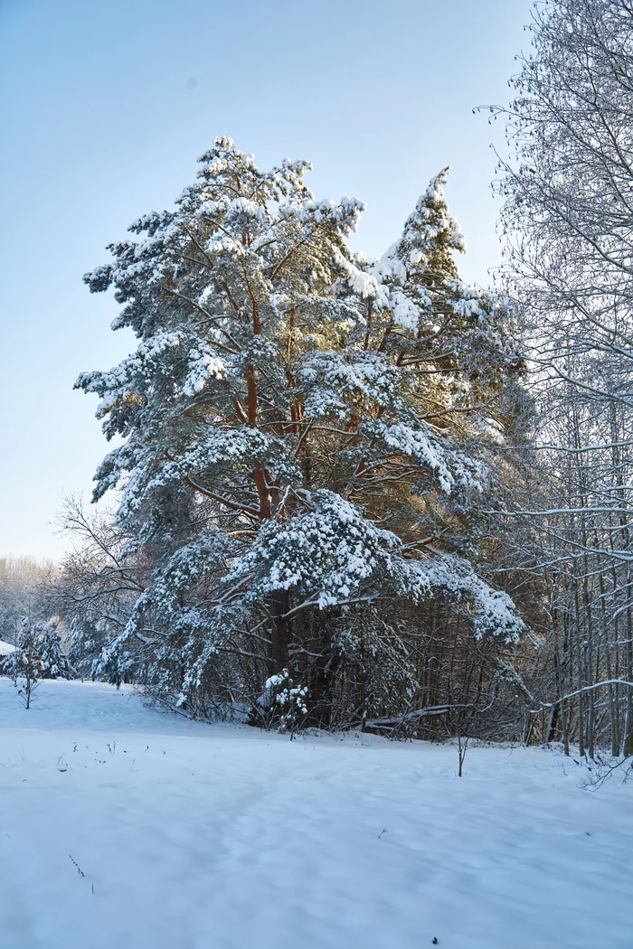 Winter - My, Winter, Republic of Belarus, Landscape, Forest, Snow, Nature, The photo