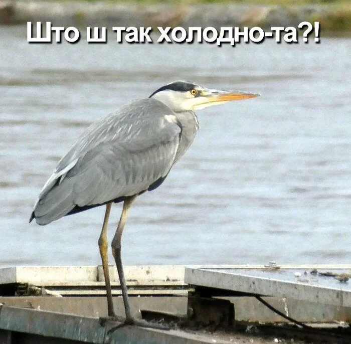 Winter - Heron, Picture with text, Cold, The photo, Winter