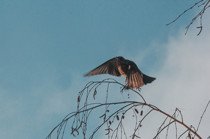 Нафоткал птиц из окна Птицы, Природа, Природа России, Фотография, Canon 600d, Снегири, Синица, Воробей, Ворон, Дрозд, Длиннопост