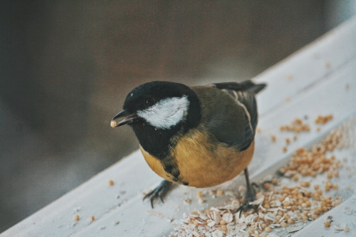 Нафоткал птиц из окна Птицы, Природа, Природа России, Фотография, Canon 600d, Снегири, Синица, Воробей, Ворон, Дрозд, Длиннопост