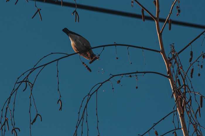 Нафоткал птиц из окна Птицы, Природа, Природа России, Фотография, Canon 600d, Снегири, Синица, Воробей, Ворон, Дрозд, Длиннопост