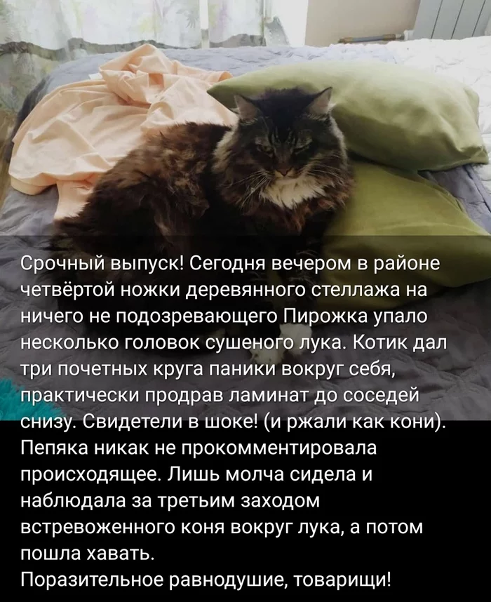 Mini-digest about cats #29 - My, cat, Screenshot, Life stories, Picture with text