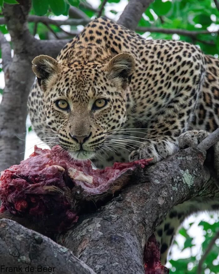 You are next - Leopard, Rare view, Big cats, Cat family, Mammals, Animals, Wild animals, wildlife, Nature, Reserves and sanctuaries, South Africa, The photo, Mining, Meat, Carcass, Tree