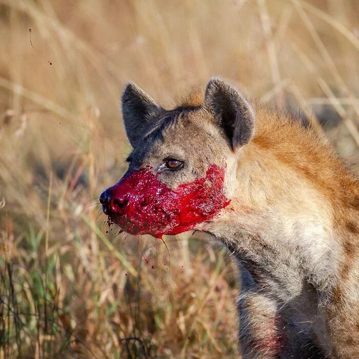 It's ketchup - Hyena, Spotted Hyena, Predatory animals, Mammals, Wild animals, wildlife, Nature, Reserves and sanctuaries, Masai Mara, Africa, The photo, Blood