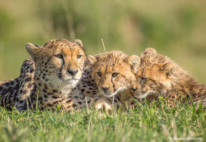 December 4 is International Cheetah Day - Cheetah, Rare view, Small cats, Cat family, Mammals, Animals, Wild animals, wildlife, Africa, The photo, Young, Alexey Osokin, Longpost