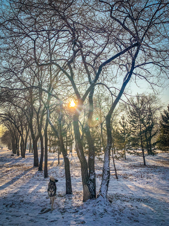 Мороз и солнце Собака, Зима, Мобильная фотография, Мороз, Дерево, Солнце