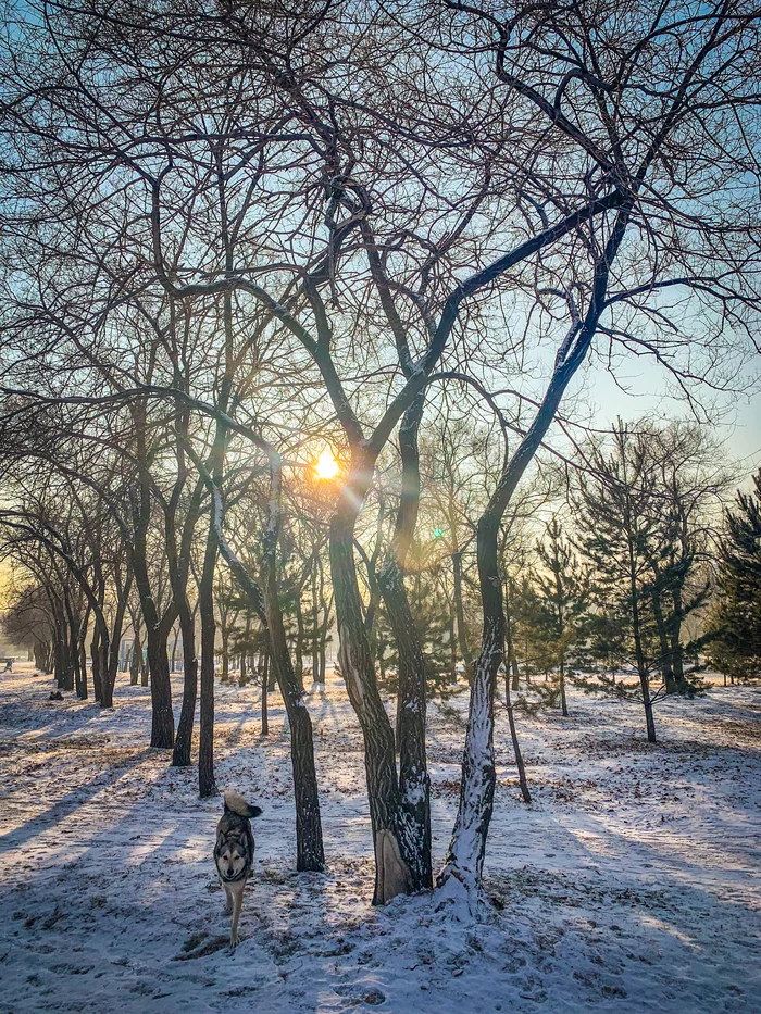 Frost and sun - My, Dog, Winter, Mobile photography, freezing, Tree