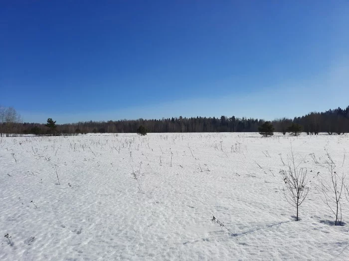 The camera of my Galaxy A51 captured views of the open spaces near Moscow - My, Moscow region, Mobile photography, March, The nature of Russia, Nature, Snow