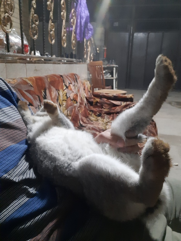   , , 