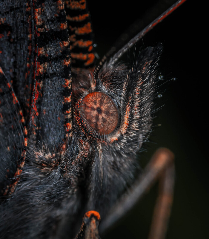 Портрет бабочки с волосатыми глазами Макросъемка, Насекомые, Бабочка, Mp-e 65 mm