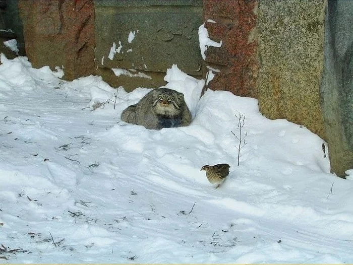 Am I supposed to catch it myself????? - Pallas' cat, Pet the cat, Small cats, Cat family, Wild animals, The photo
