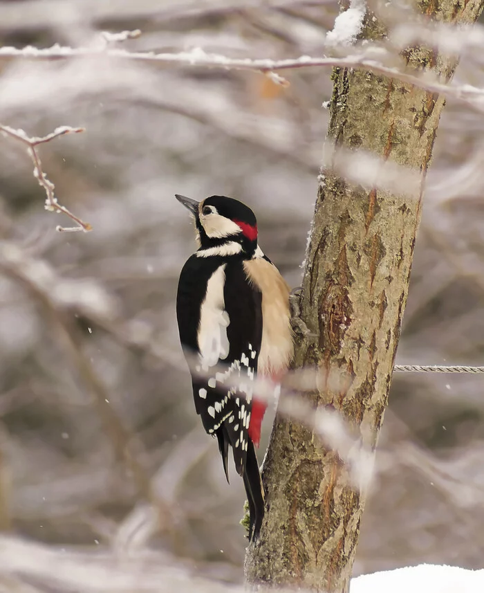 Waiting for fat - My, Nature, Photo hunting, The nature of Russia, Birds, Salo, Trough, Great spotted woodpecker, Woodpeckers, Hobby, The photo, Schelkovo, Longpost