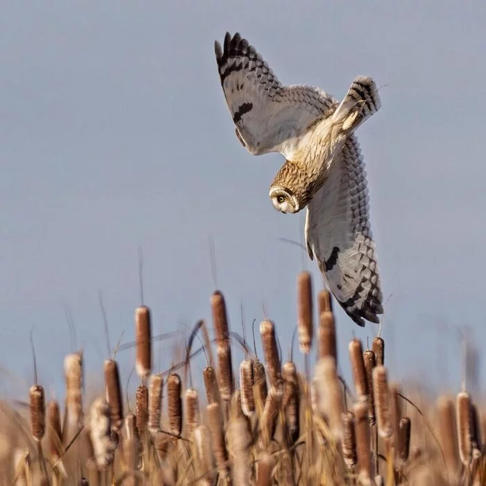 Pique - Owl, Birds, Predator birds, Animals, Wild animals, Nature, North America, The photo