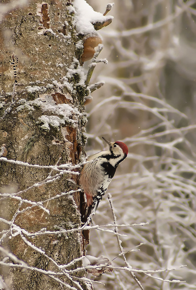 Almost last year's snow fell - My, Nature, Photo hunting, The nature of Russia, Birds, Woodpeckers, White-backed woodpecker, Hobby, Winter, Schelkovo, Longpost