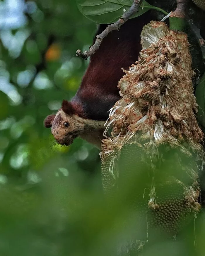 Jackfruit lover - Indian Giant Squirrel, Squirrel, Rodents, Mammals, Wild animals, wildlife, Nature, India, The photo, Jackfruit