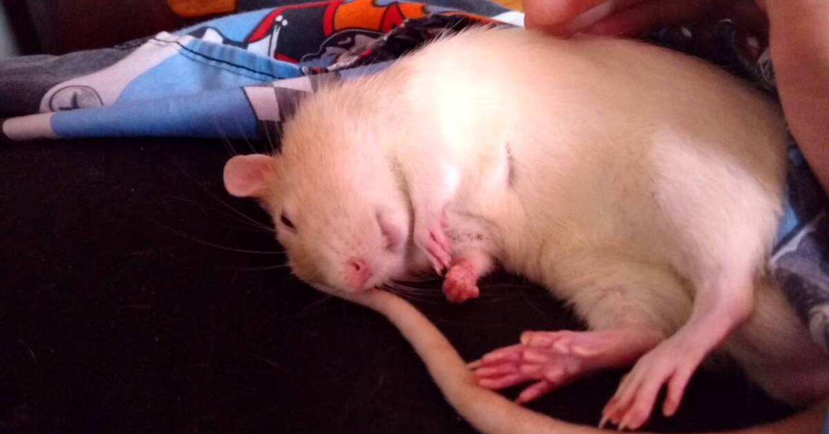 Почему крысы спят. Спящий крыс.