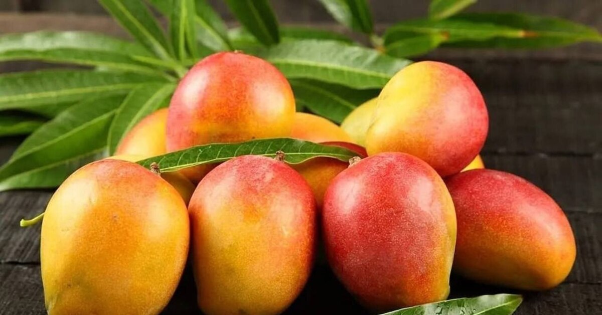 8 mangos. Манго (фрукт). Ataulfo сорт манго. Манго красное. Манго плод.